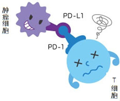 PD-1抑制剂治疗肺癌长期生存率首次公布